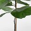 Ficus Lyrata Collection