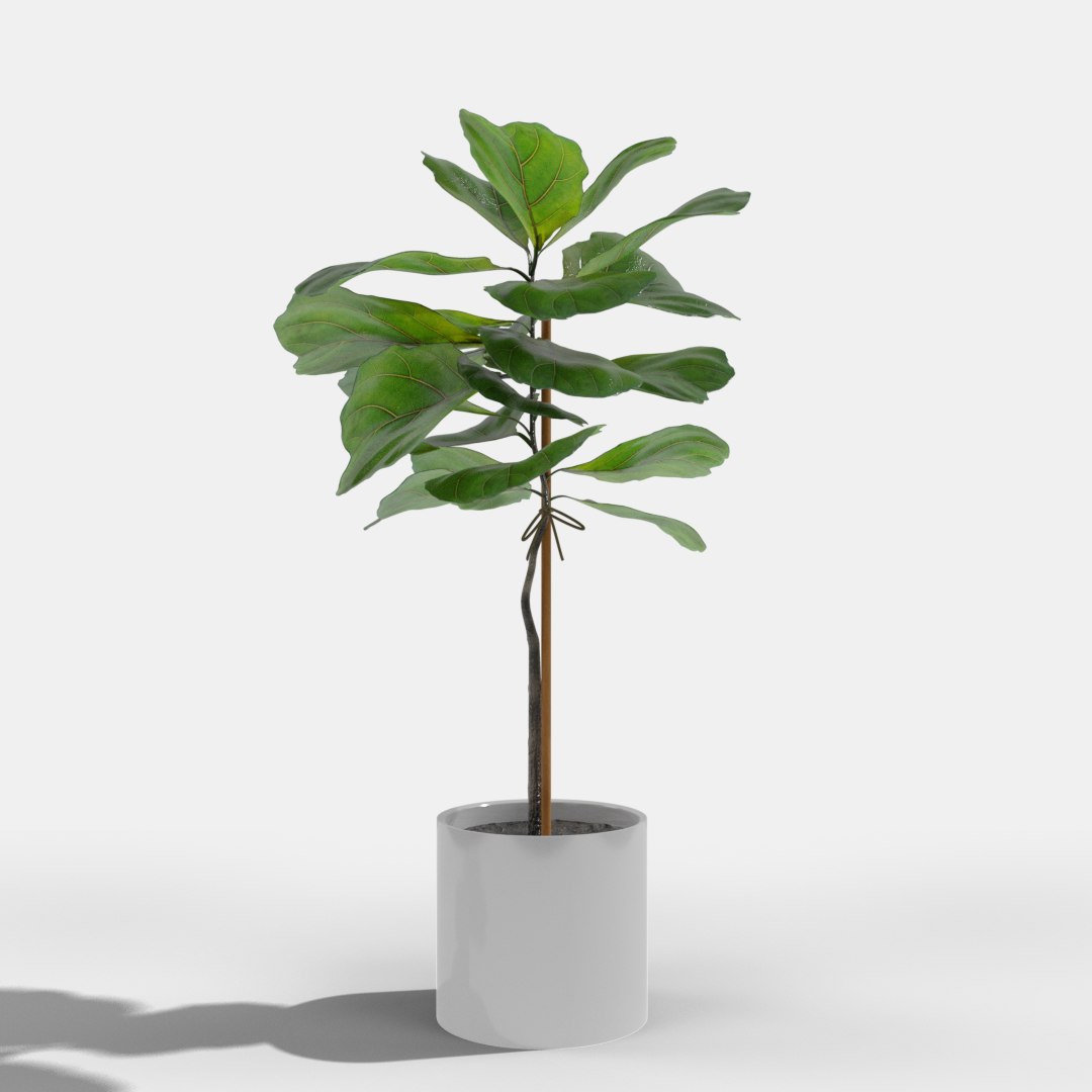 3D model ficus lyrata https://p.turbosquid.com/ts-thumb/bD/shlCRY/rMNCBcsY/ficus1/png/1607368514/1920x1080/fit_q87/c88638a5c664dd3b7d134664b3970157c3379f60/ficus1.jpg