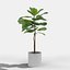 Ficus Lyrata Collection