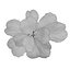 Ficus Lyrata Collection