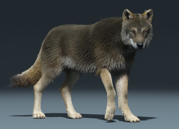 ハイイロオオカミ（3）（FUR）（RIGGED）3Dモデル - TurboSquid 981082