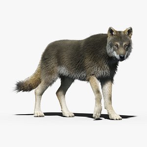 3d gray wolf 3 fur