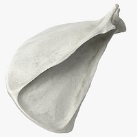 Domestic Cat Scapula Bone