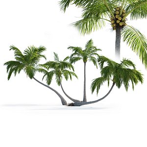 Palm trees Vol 1