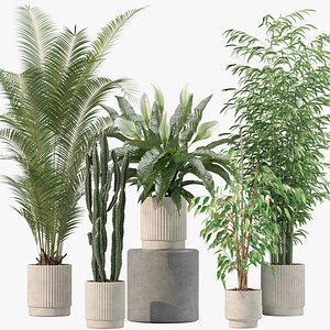 Plants collection 205 - areca palm ficus benjamina cactus bamboo 3D model