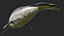 3D toothed whale narwhal rigged animal model