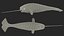 3D toothed whale narwhal rigged animal model