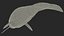 3D toothed whale narwhal rigged animal model