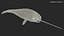 3D toothed whale narwhal rigged animal model