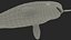 3D toothed whale narwhal rigged animal model