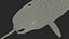 3D toothed whale narwhal rigged animal model
