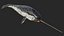 3D toothed whale narwhal rigged animal model