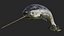 3D toothed whale narwhal rigged animal model
