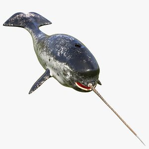 3D toothed whale narwhal rigged animal model