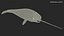 3D toothed whale narwhal rigged animal model
