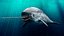 3D toothed whale narwhal rigged animal model