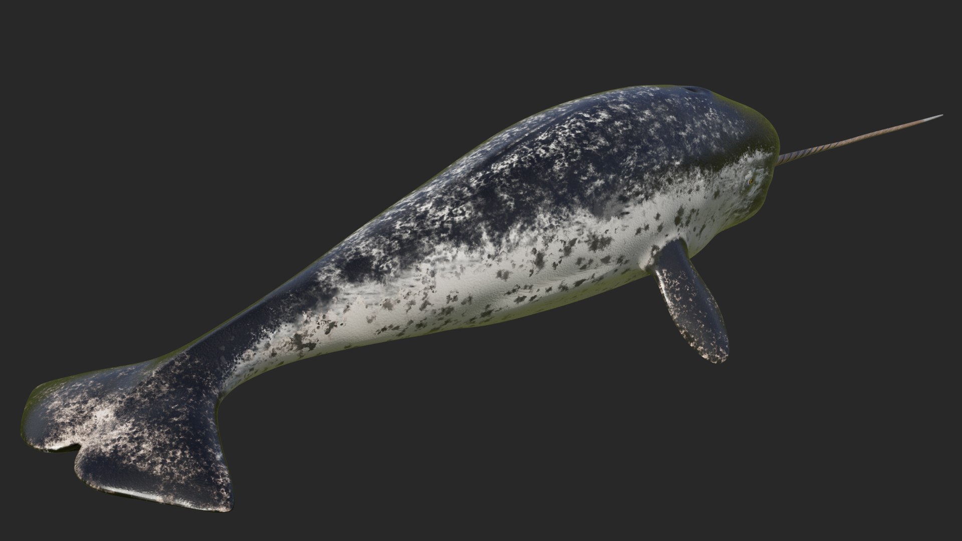 real narwhal whale