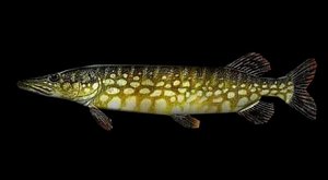 Pike