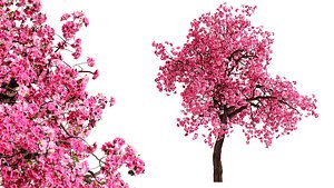 3D Pink apple tree