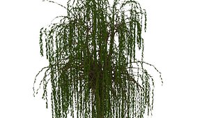 3D willow tree