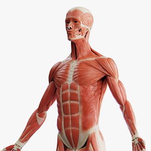 3D Male Ligaments Skeletal and Muscular System model