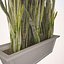 Plant Sansevieria Zeylanica 4