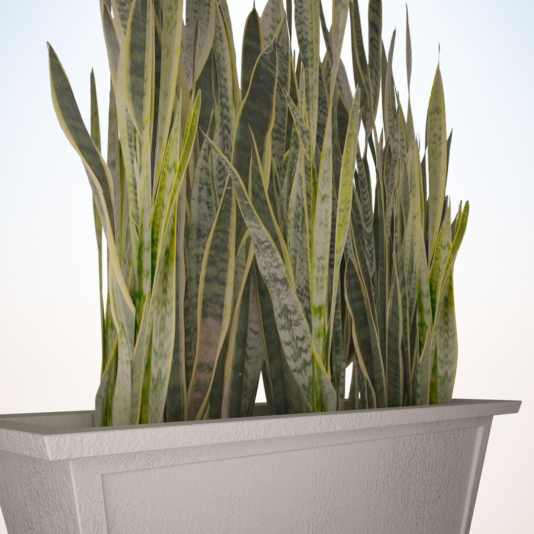3ds plant sansevieria zeylanica 4 https://p.turbosquid.com/ts-thumb/bE/cKXq4k/Yh1VaUjd/render_plant_sansevieria_zeylanica_4_vray_10020/jpg/1417157984/1920x1080/fit_q87/c55422ee6d02fec4533e62341f1c90ec2c118b5b/render_plant_sansevieria_zeylanica_4_vray_10020.jpg