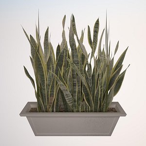 3ds plant sansevieria zeylanica 4