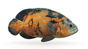 Oscar Fish 3D model