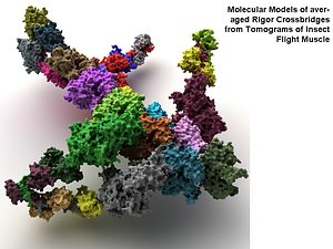 Molkeprotein-Behälterglas 5lb 3D-Modell - TurboSquid 1781194