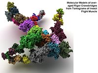 Actin Myosin Muscle Proteins