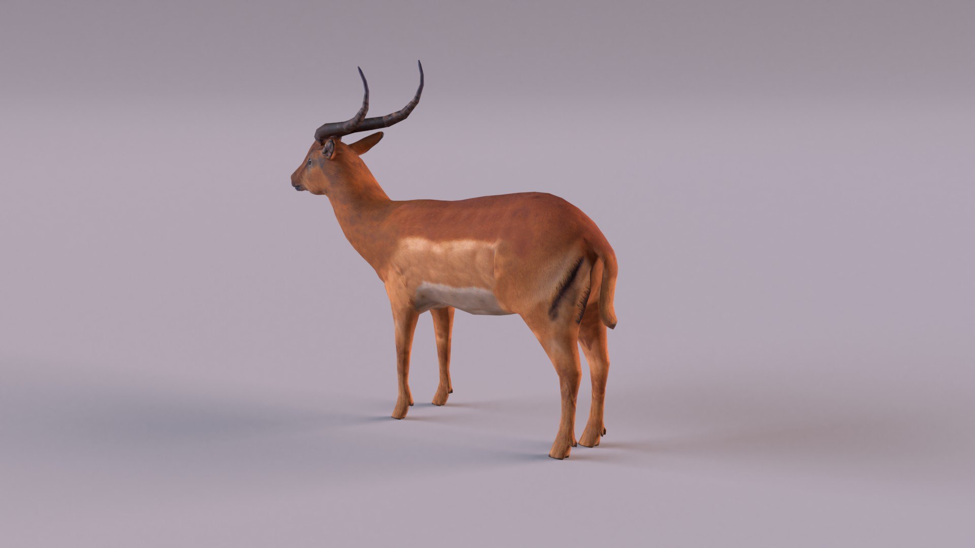 Antelope model https://p.turbosquid.com/ts-thumb/bE/rXuoWJ/PA/antelope_0009/jpg/1627232172/1920x1080/fit_q87/2e766a12dd47c1c3bb1ed7c1b21f947580efa5e4/antelope_0009.jpg