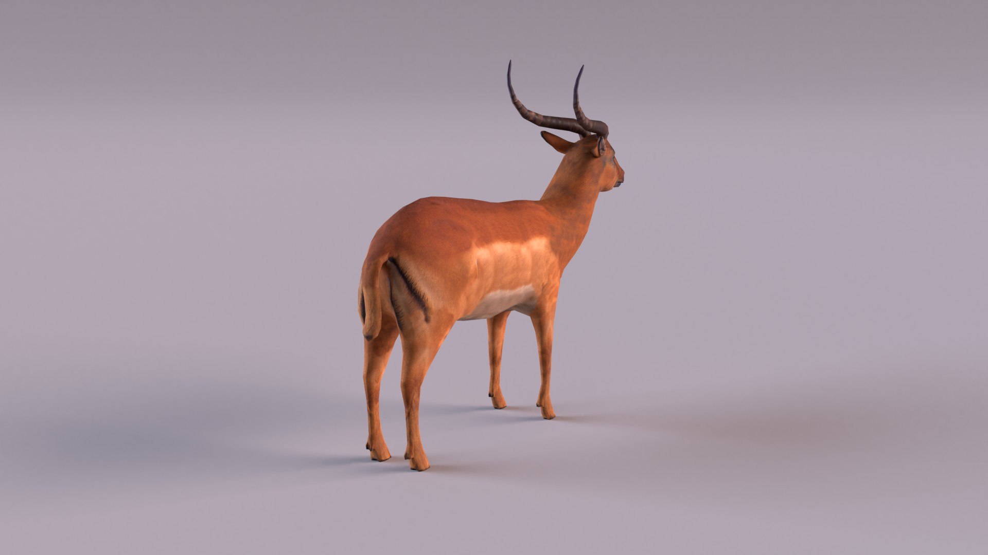 Antelope model https://p.turbosquid.com/ts-thumb/bE/rXuoWJ/aL/antelope_0007/jpg/1627232171/1920x1080/fit_q87/d70b3345345fb87a1b1857d968e47f39287f5711/antelope_0007.jpg