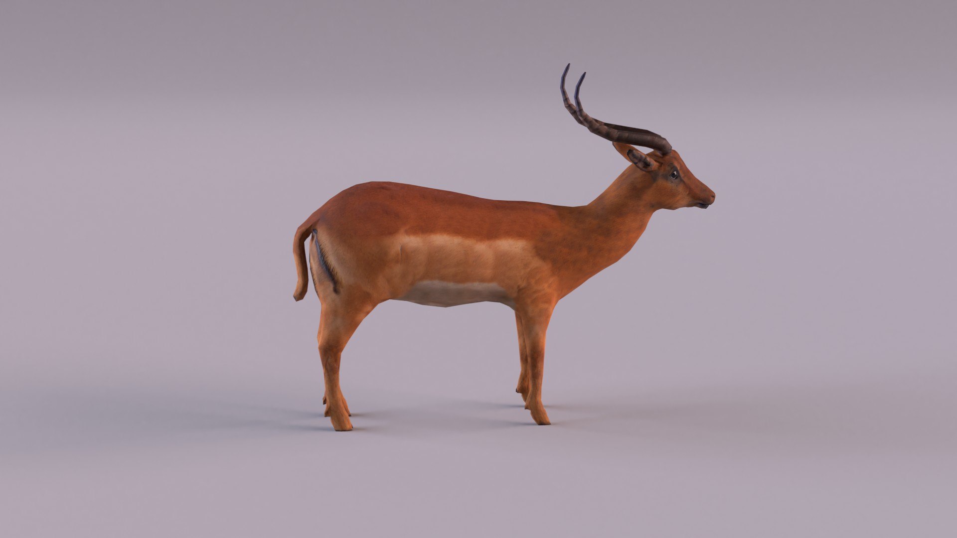 Antelope model https://p.turbosquid.com/ts-thumb/bE/rXuoWJ/zf/antelope_0006/jpg/1627232171/1920x1080/fit_q87/f6f3180cb7ba8f88297b92c92cb2b2fccef91fa5/antelope_0006.jpg