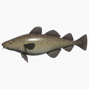 3D Cod Models - Browse & Download Formats - TurboSquid