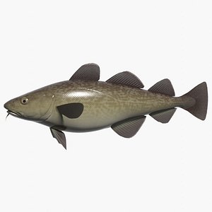 Pacific cod