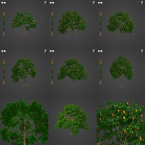 2021 PBR Mango Tree Collection - Mangifera Indica 3D model