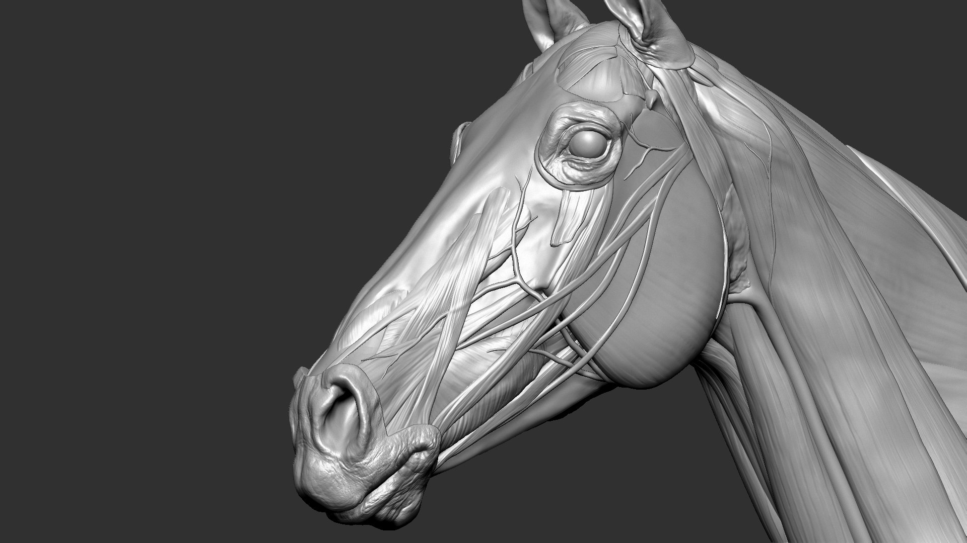 horse anatomy eqine ecorche 3D model https://p.turbosquid.com/ts-thumb/bF/5yj5ZZ/0LPxTmRt/2/jpg/1596621043/1920x1080/fit_q87/e9fdf7897878e15dbf4c96f8bc03410cd8b7fb51/2.jpg