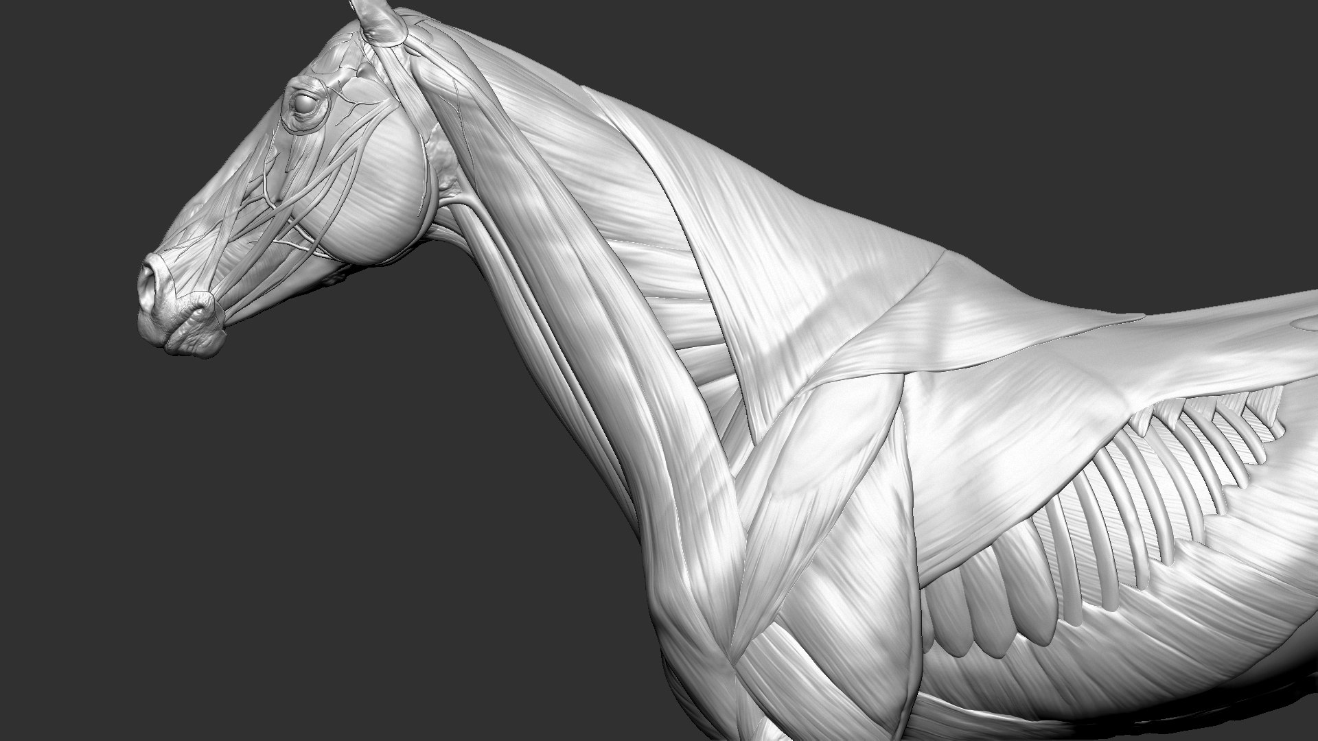 horse anatomy eqine ecorche 3D model https://p.turbosquid.com/ts-thumb/bF/5yj5ZZ/0eSsHx8N/10/jpg/1596621043/1920x1080/fit_q87/902f1343863b4ea3b960020e64590e28467df0c7/10.jpg