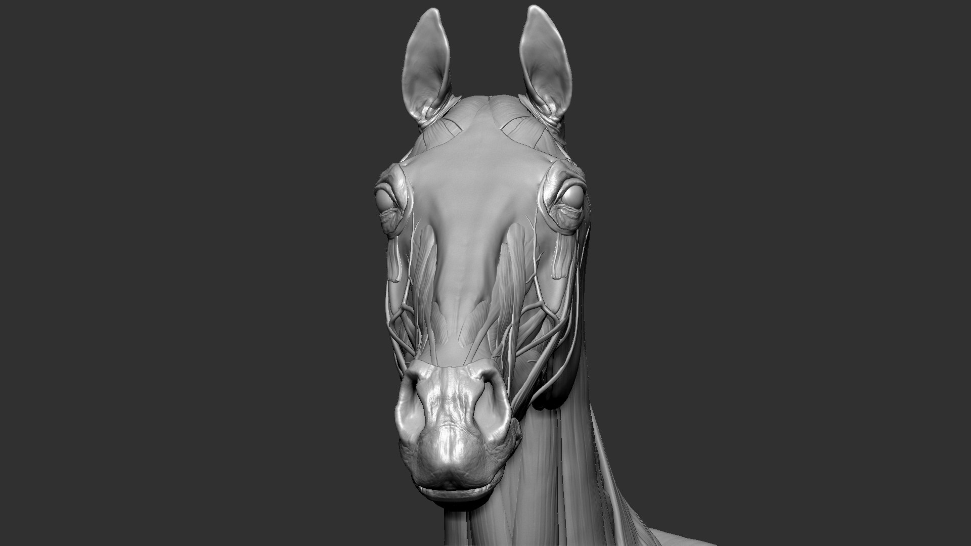 horse anatomy eqine ecorche 3D model https://p.turbosquid.com/ts-thumb/bF/5yj5ZZ/18mDPAHn/3/jpg/1596621043/1920x1080/fit_q87/8a9c86f528b44ccd4ac8166b9eeb4dc7a623a83a/3.jpg