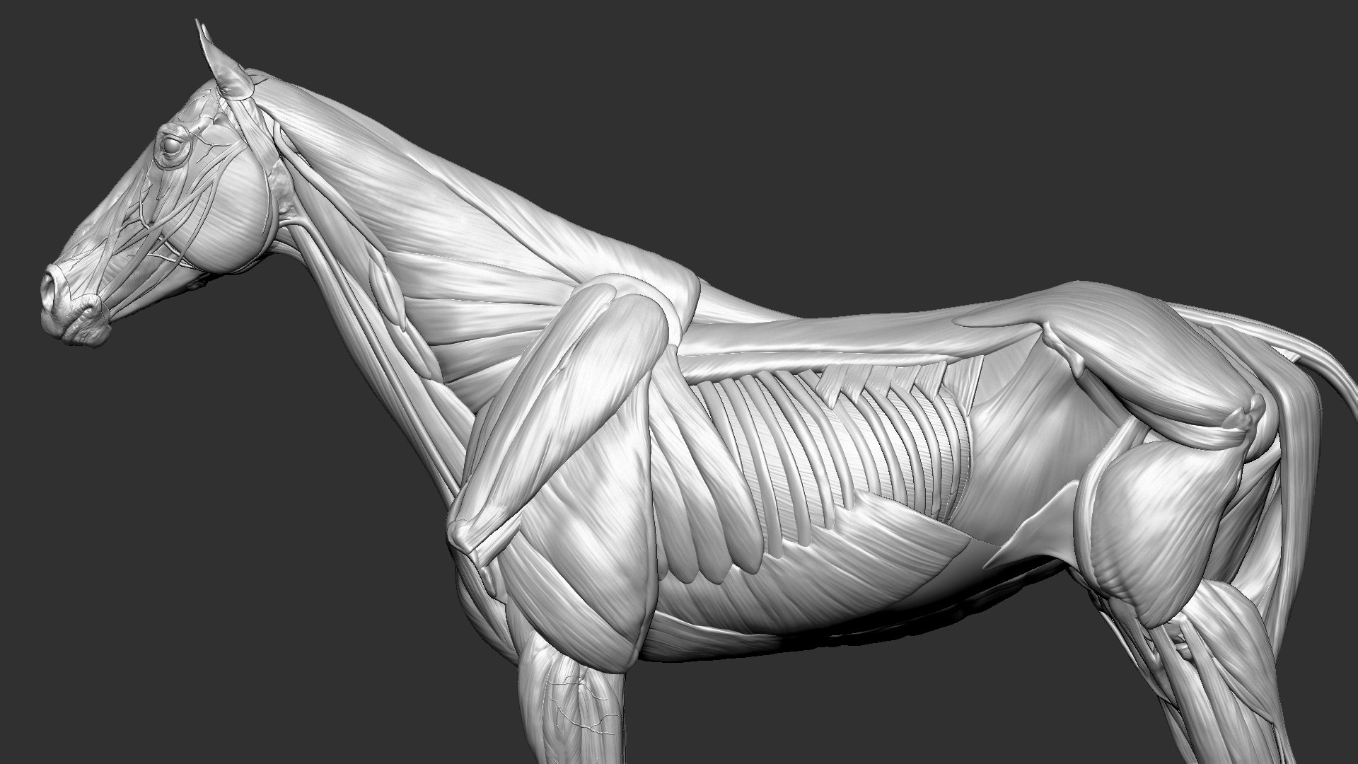 horse anatomy eqine ecorche 3D model https://p.turbosquid.com/ts-thumb/bF/5yj5ZZ/2EuheGsG/13/jpg/1596621043/1920x1080/fit_q87/4986db9af47d1c39c7cb3445fa22cccf5ce30299/13.jpg