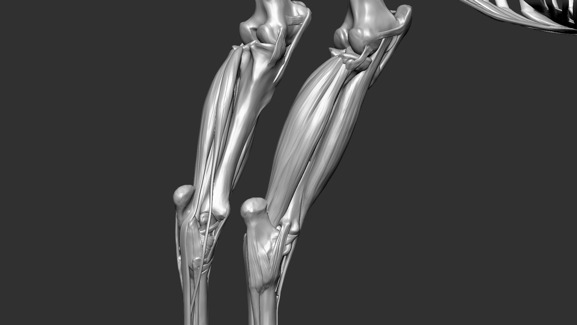 horse anatomy eqine ecorche 3D model https://p.turbosquid.com/ts-thumb/bF/5yj5ZZ/32j8HRDr/25/jpg/1596621343/1920x1080/fit_q87/86a459542698269970b3d2ba50415a40deed33dd/25.jpg