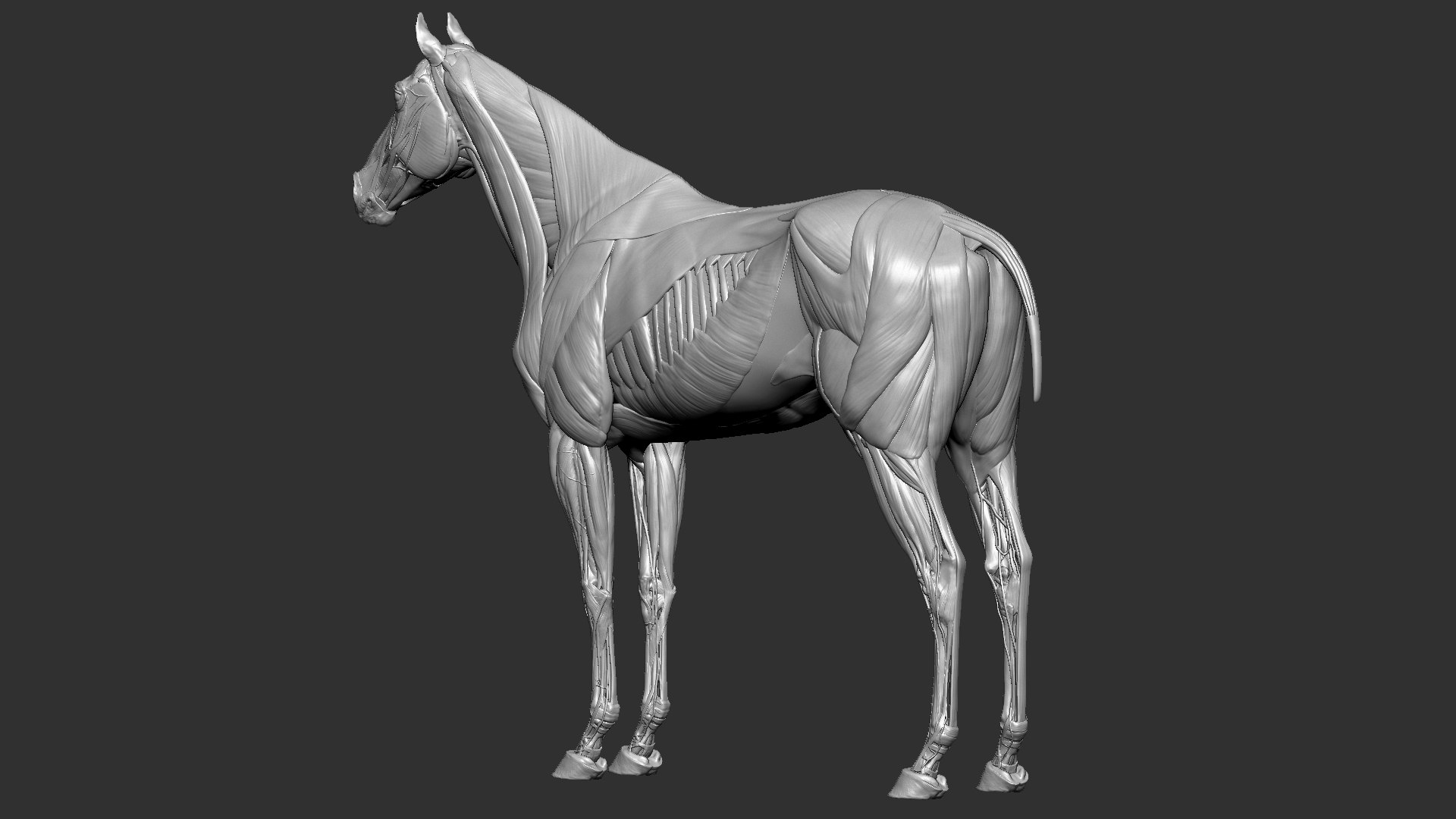 horse anatomy eqine ecorche 3D model https://p.turbosquid.com/ts-thumb/bF/5yj5ZZ/5zWKn8Ku/12/jpg/1596620889/1920x1080/fit_q87/26db0c7f44b3f0cde61c12eb2e5e9c7505bb6b7b/12.jpg