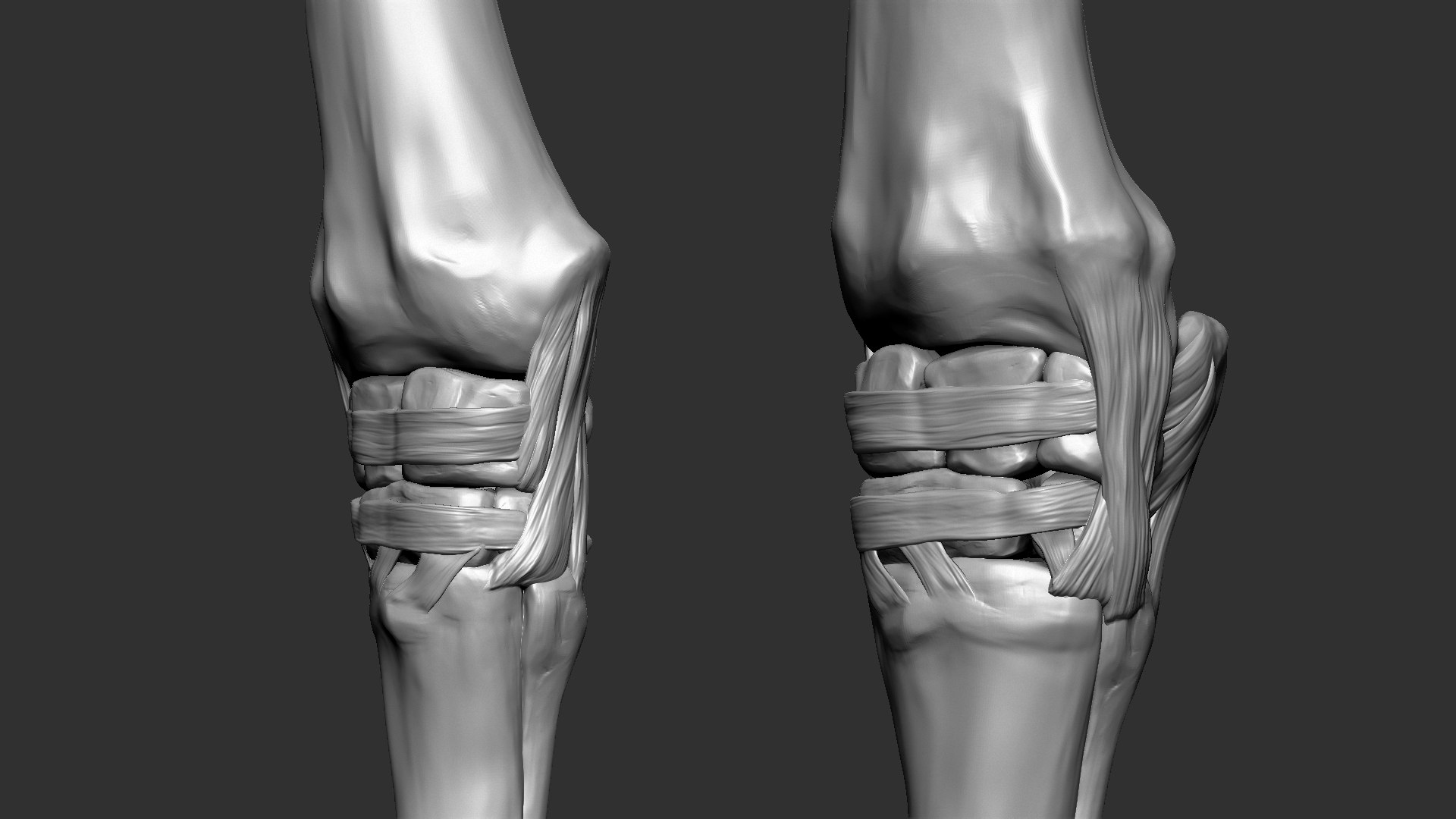 horse anatomy eqine ecorche 3D model https://p.turbosquid.com/ts-thumb/bF/5yj5ZZ/65OHQI2Z/15/jpg/1596621280/1920x1080/fit_q87/456685129c1acf142a39f74d18c6d70c6c775d23/15.jpg