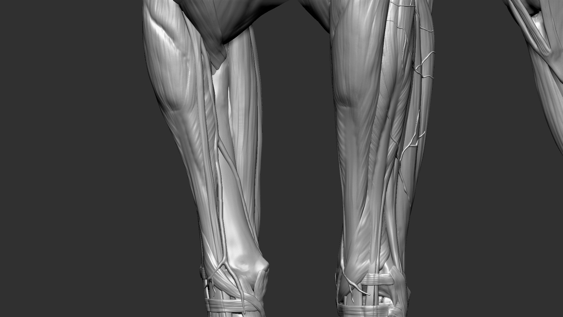 horse anatomy eqine ecorche 3D model https://p.turbosquid.com/ts-thumb/bF/5yj5ZZ/7I6QOZ4U/8/jpg/1596621279/1920x1080/fit_q87/95c156df461a0c8483153c4c412ddb259e9904d8/8.jpg
