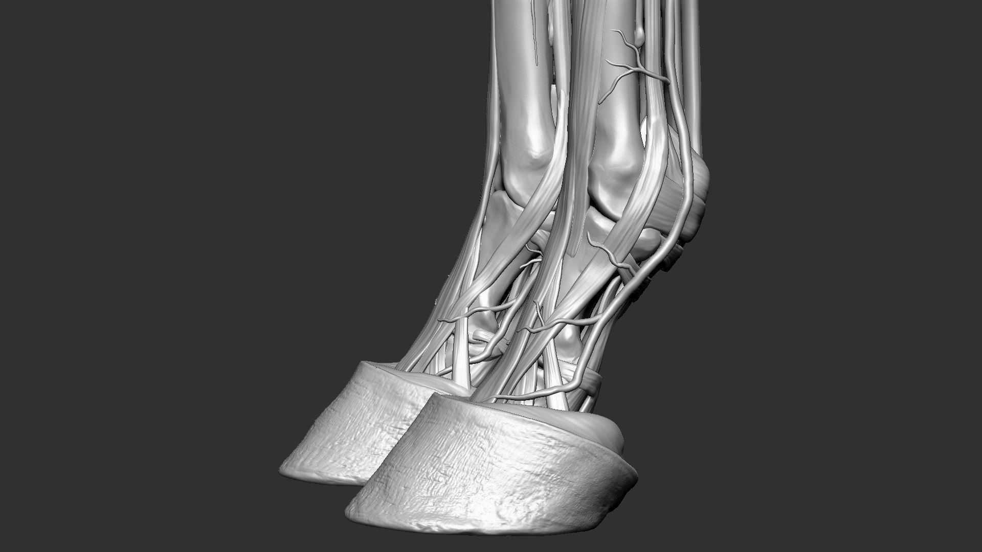 horse anatomy eqine ecorche 3D model https://p.turbosquid.com/ts-thumb/bF/5yj5ZZ/9lnFp1B3/10/jpg/1596621279/1920x1080/fit_q87/0019b9121867704ed2b89eadce27c5ca6c375e23/10.jpg