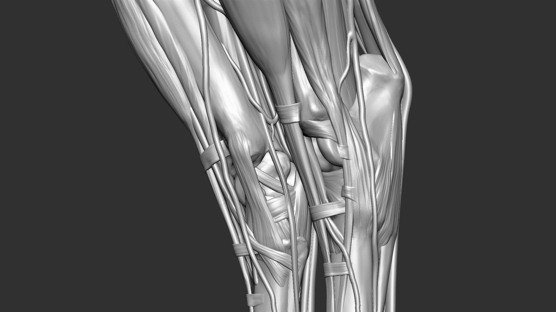 horse anatomy eqine ecorche 3D model https://p.turbosquid.com/ts-thumb/bF/5yj5ZZ/AjzBa2XV/10/jpg/1596621343/1920x1080/fit_q87/baeebd804cd29ec6f29fb62aadf58bf2aec5b589/10.jpg