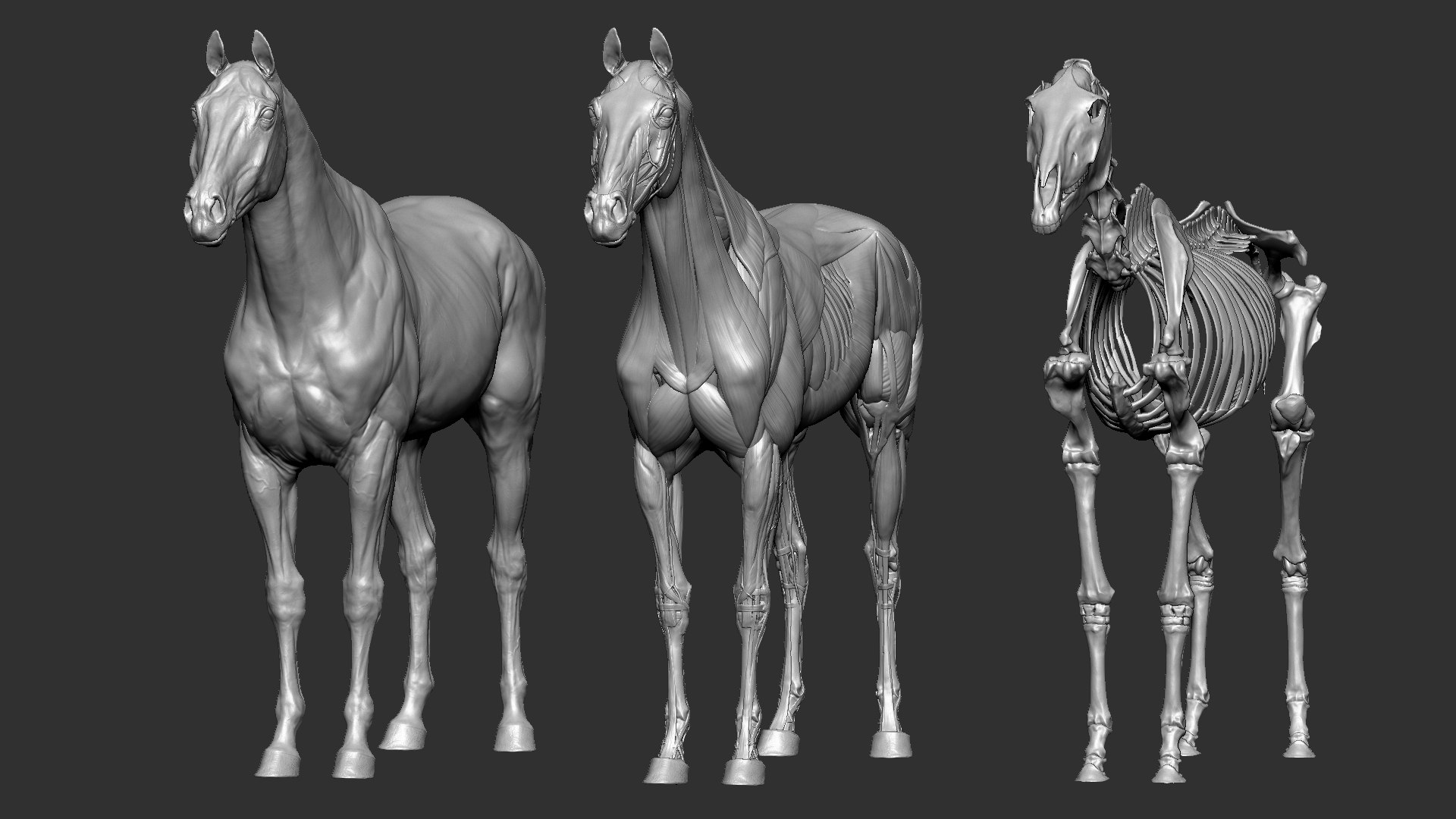 horse anatomy eqine ecorche 3D model https://p.turbosquid.com/ts-thumb/bF/5yj5ZZ/B8Ulzohr/2/jpg/1596620889/1920x1080/fit_q87/e572180849eb5d0c731342f163d00e9d8bcf208a/2.jpg