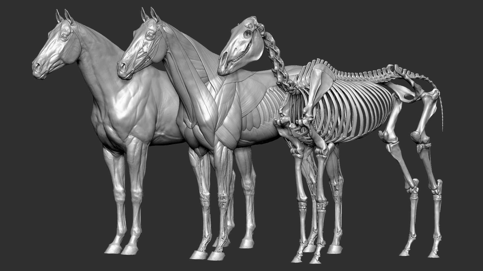 horse anatomy eqine ecorche 3D model https://p.turbosquid.com/ts-thumb/bF/5yj5ZZ/COPydzPh/1/jpg/1596620889/1920x1080/fit_q87/ea465ab1e1a72f7bede289187434bdc1b76630fb/1.jpg