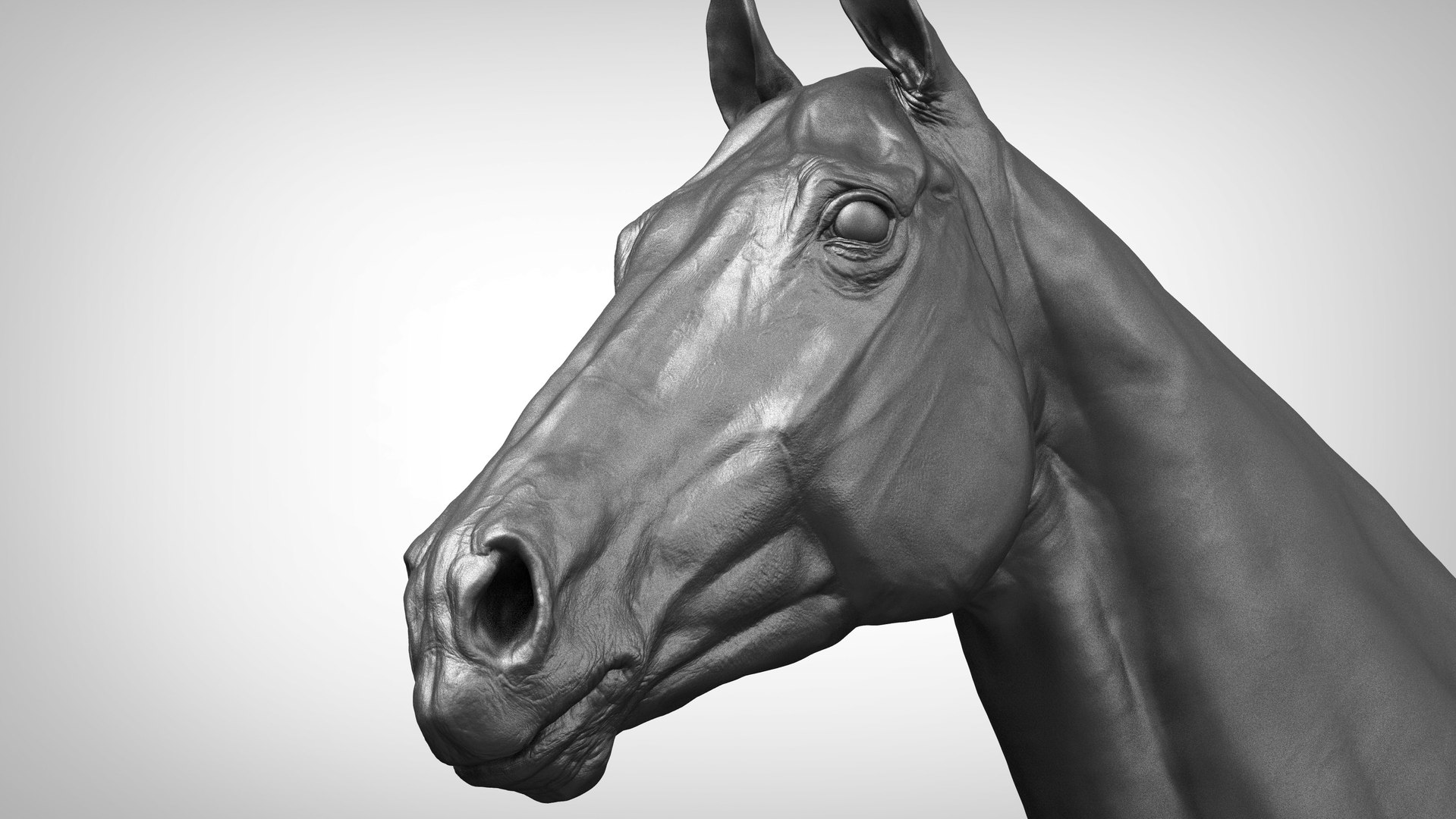 horse anatomy eqine ecorche 3D model https://p.turbosquid.com/ts-thumb/bF/5yj5ZZ/FGFihP4l/a_models6/jpg/1596621093/1920x1080/fit_q87/b97d7b18e46221079d9abef4f6b0786c2b07eb9f/a_models6.jpg